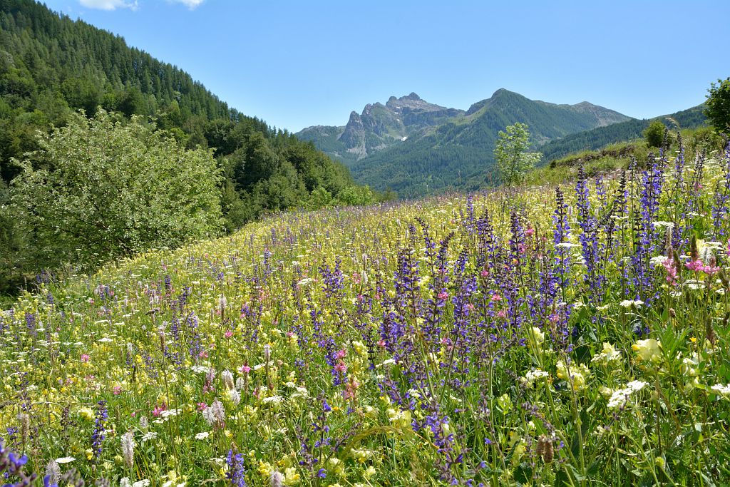 Les prairies naturelles à l'honneur ! | Portail des parcs nationaux de