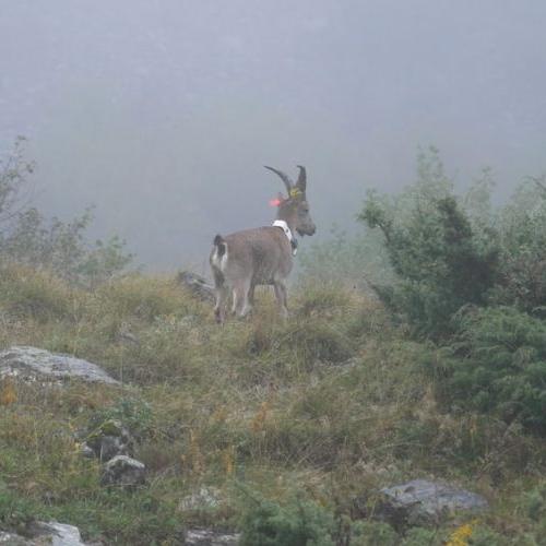 Lâcher de bouquetins ibérique du 2 octobre 2024