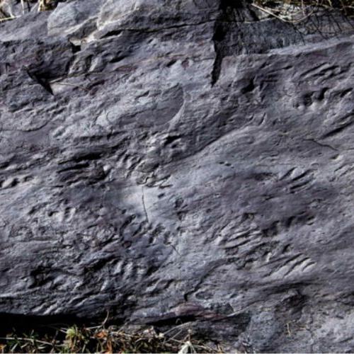 Photo de fossiles découverts dans la Vallée des Merveilles