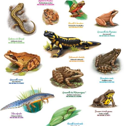 Lithographie « La galerie du vivant » / Les amphibiens © OFB, les parcs nationaux de France, GMF, Camille Dégardin