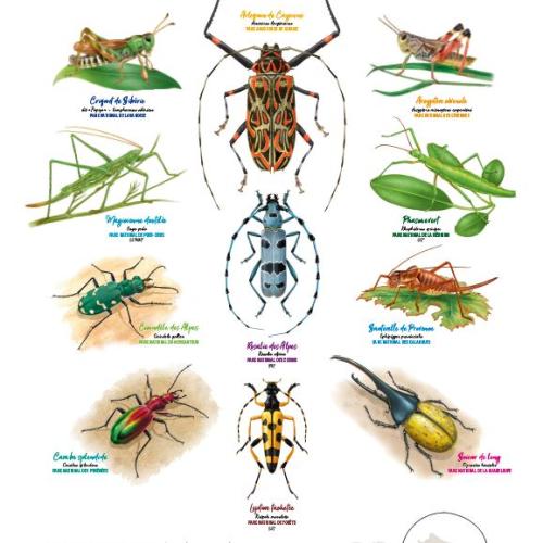 bd_la_galerie_du_vivant-les_insectes.jpg