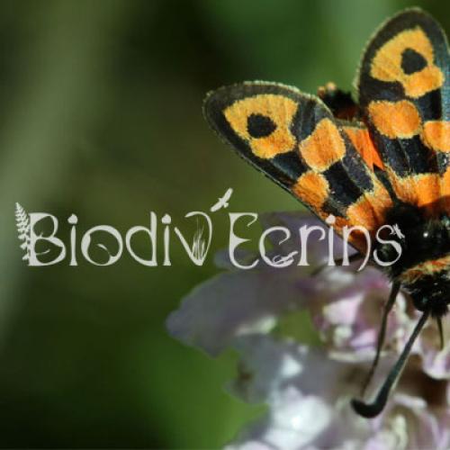 biodiv_ecrins_vt.jpg