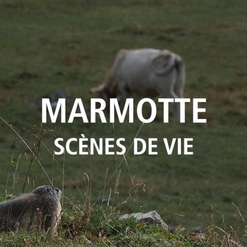 Les marmottes au Parc national de la Vanoise
