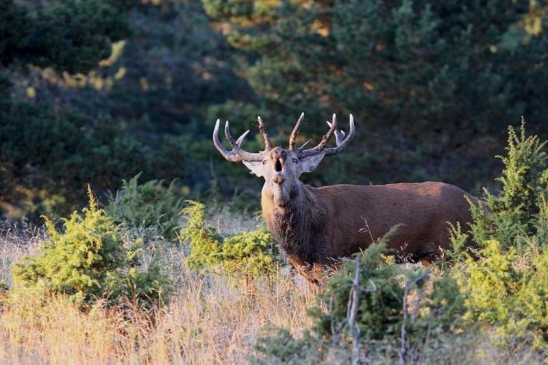Brame du cerf