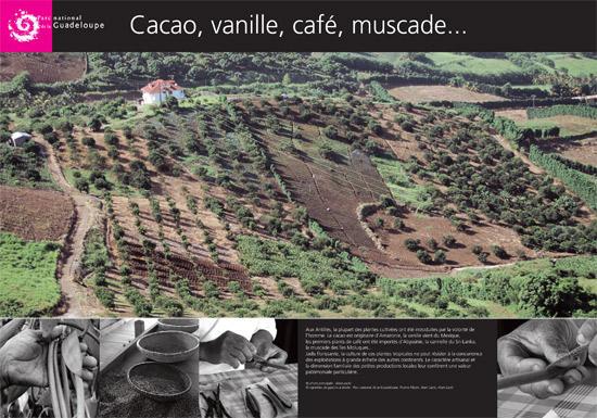 parc-national-de-guadeloupe-cacao-vanille-cafe-muscade_imagelarge.jpg