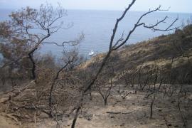 Paysage incendié Cap Camarat