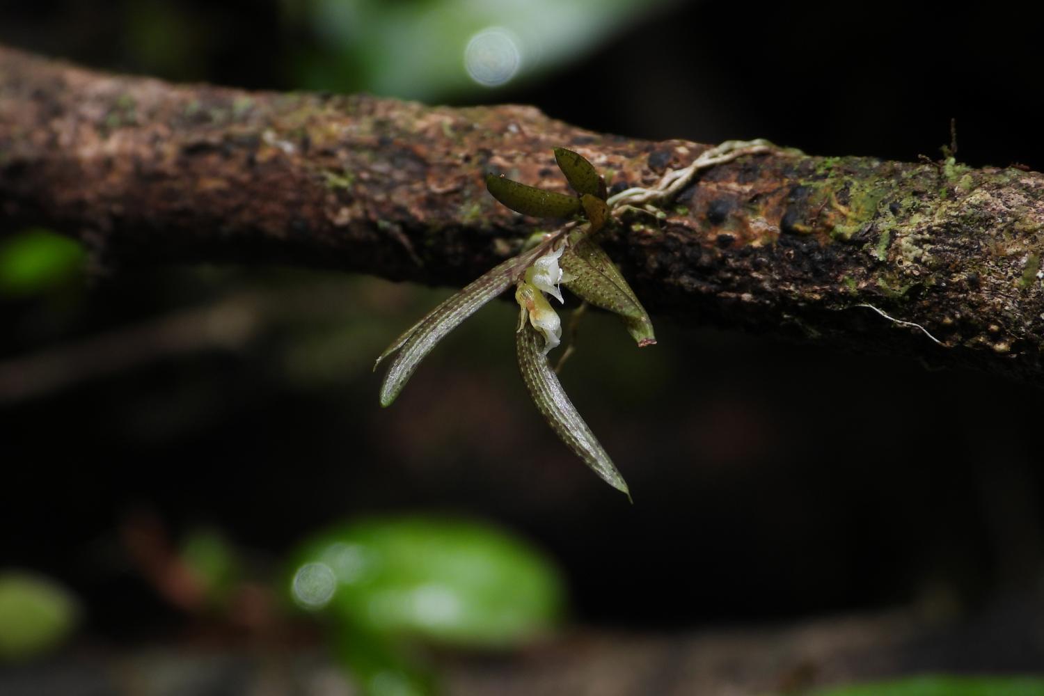 Orchidée miniature © Sébastien Sant – Parc amazonien de Guyane
