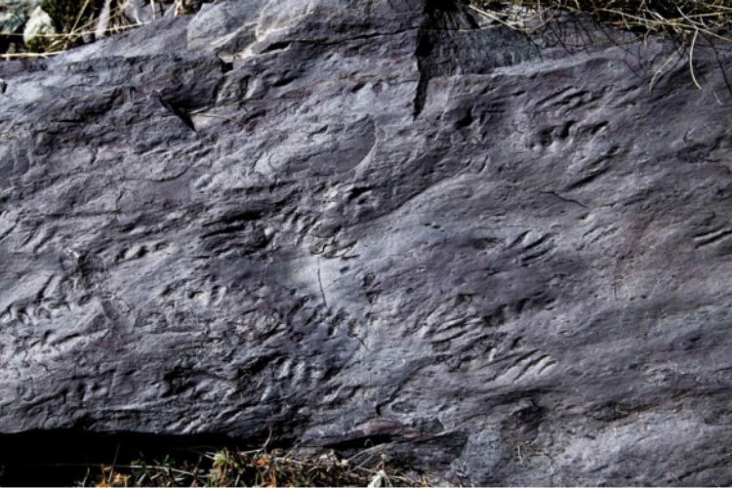 Photo de fossiles découverts dans la Vallée des Merveilles