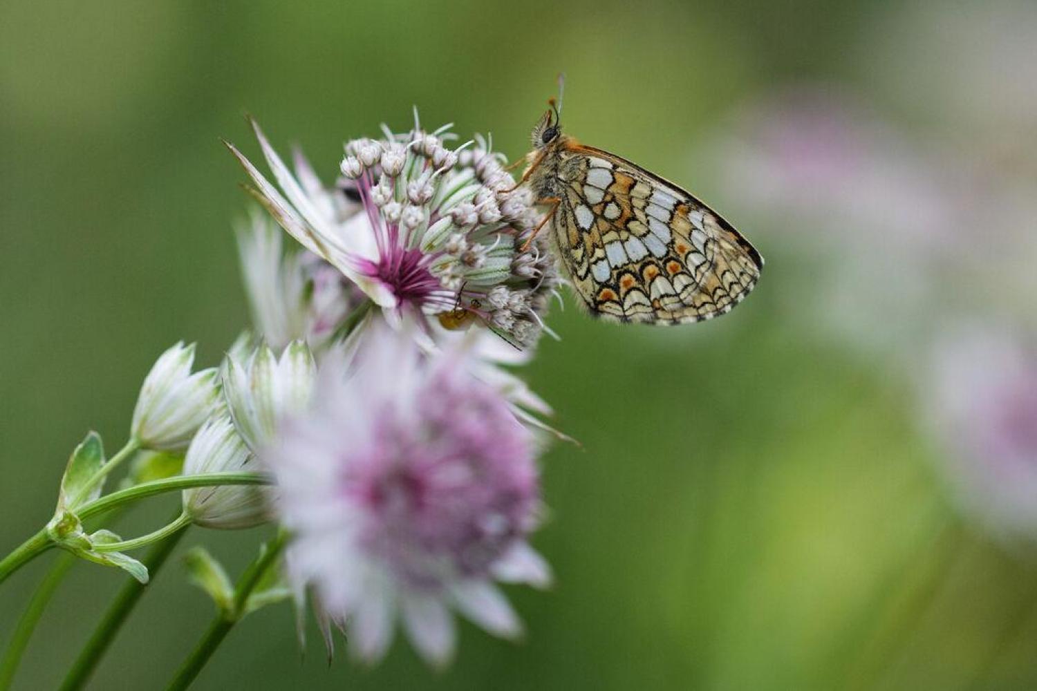 Lepture variable © Marc Corail – Parc national des Ecrins 