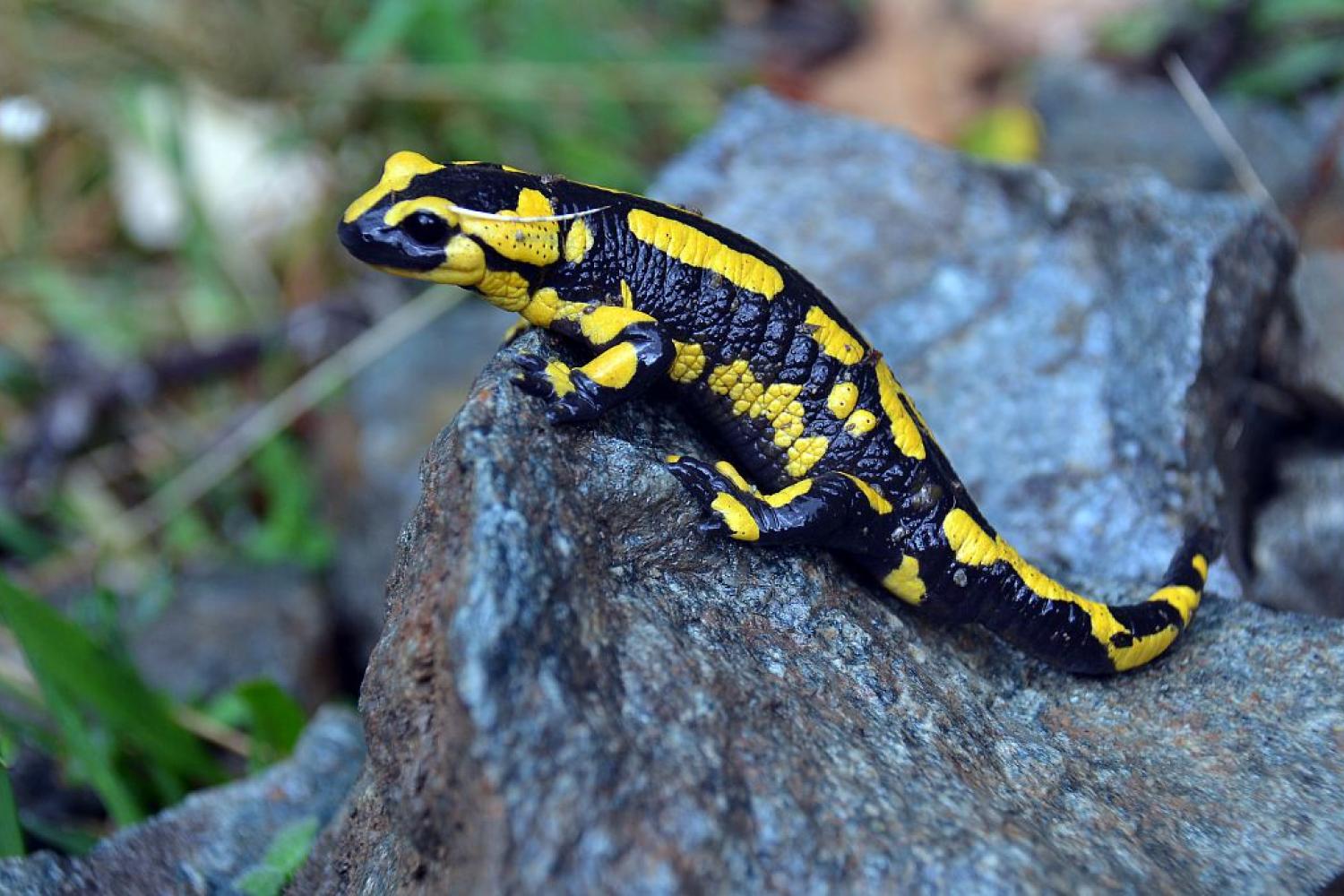 La Salamandre tachetée, habitant fascinant et discret des forêts –