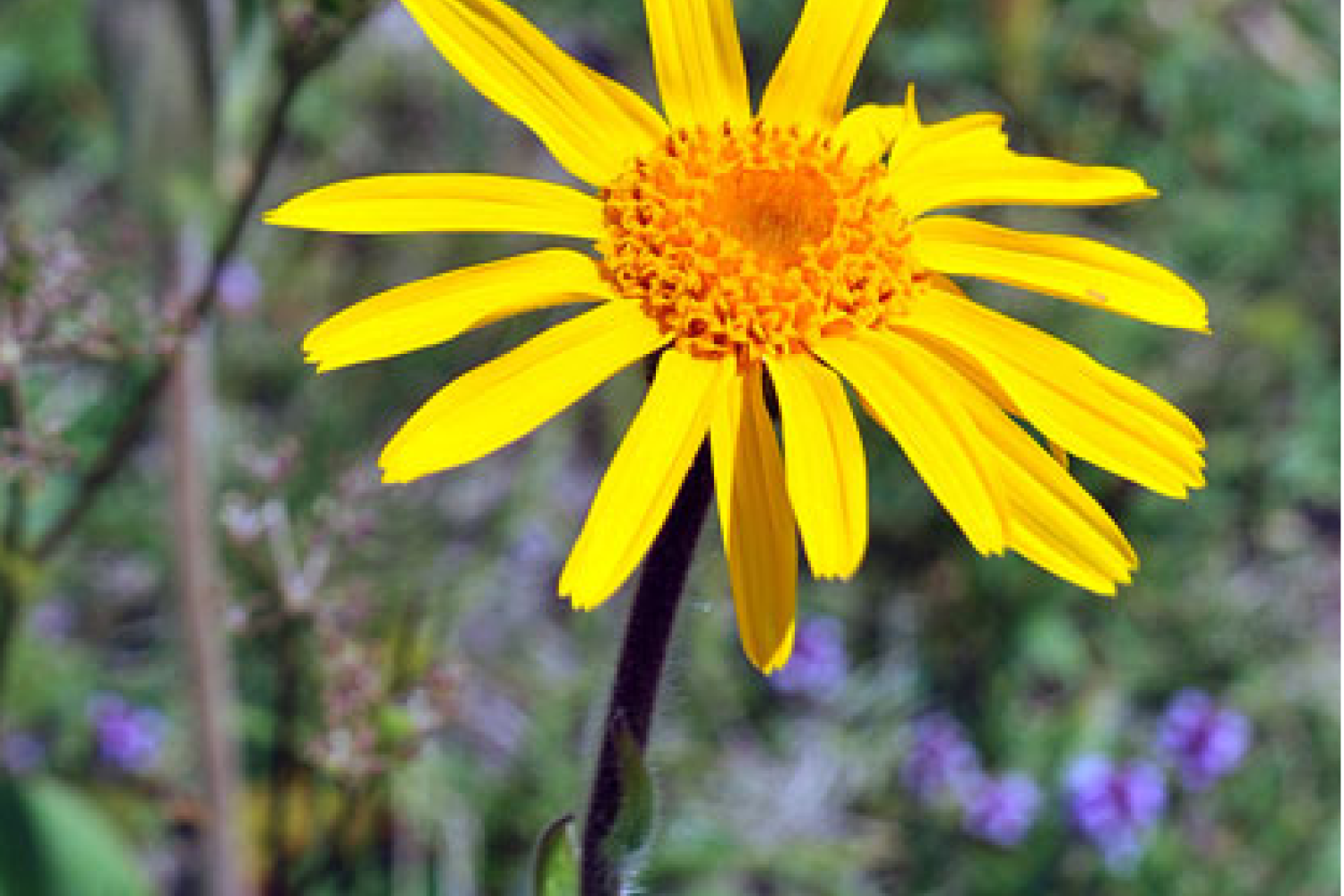 arnica_des_montagnes.png