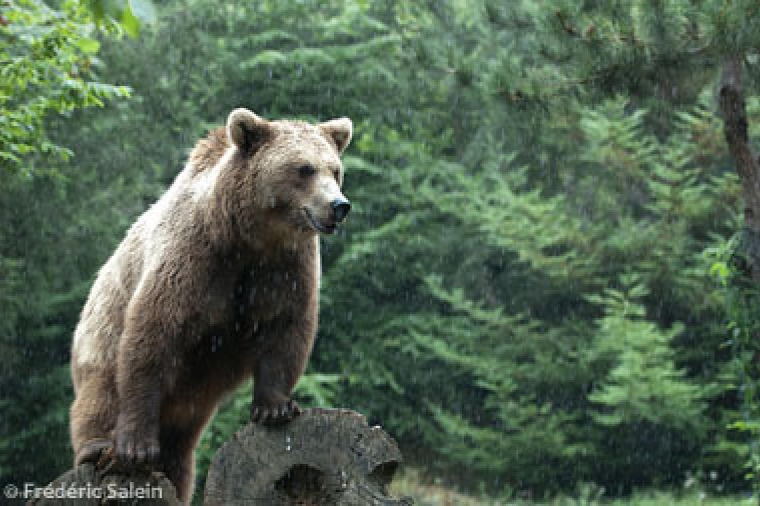L'ours brun des Pyrénées  Portail des parcs nationaux de France