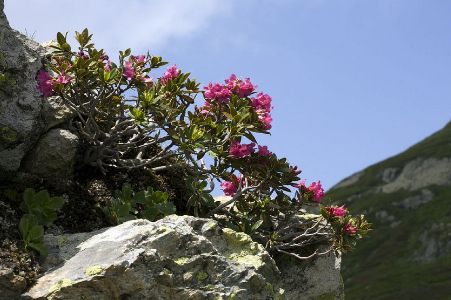 rhododendron_1.png